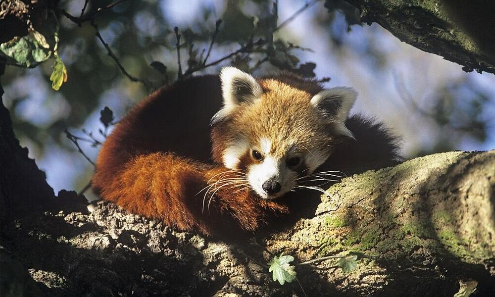 Panda Merah dan Perannya dalam Ekosistem Hutan Tropis