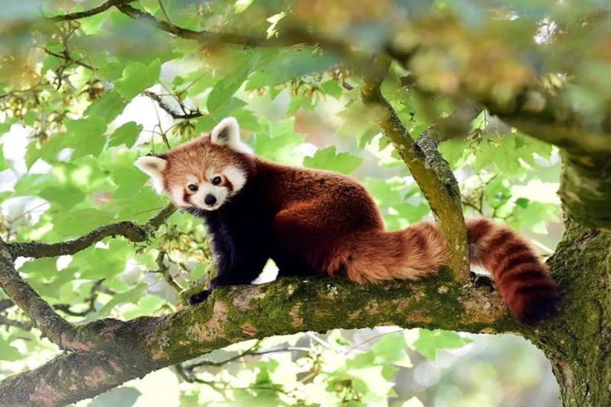 Mengapa Panda Merah Masuk Daftar Hewan Langka Dunia?