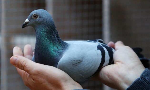 Kenapa Burung Merpati Bisa Dijual Sangat Mahal? Ini Alasannya