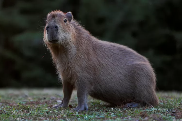 Mengapa Capybara Dijuluki ‘Raja Damai’ di Dunia Hewan?