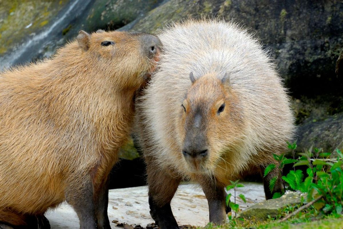 Apa yang Dimakan Capybara? Pola Makan Hewan Rodensia Terbesar di Dunia