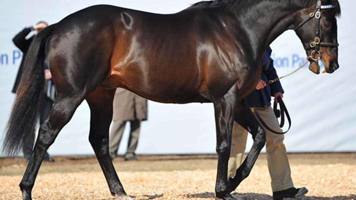 Kuda Clydesdale: Raksasa Lembut dari Skotlandia